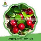 Best Iqf Wild Vacciniumvitis-idaea SGS thumbnail-3