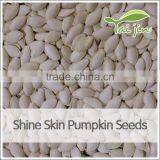 Chinese High Quality Pepitas Pumpkin Seeds thumbnail-1