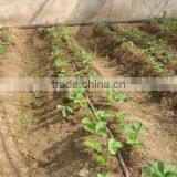 16mm High Quality Drip Irrigation Tape for Greenhouse thumbnail-2