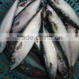 New Fish Frozen WR Pacific Mackerel Seafood thumbnail-3