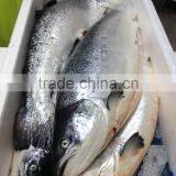 Atlantic Salmon thumbnail-3