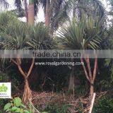 Pandanus Utilis, Screw Pine, Screw-Pine