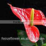High Quality Pink Anthurium Flowers Kenya From Kunming China thumbnail-4
