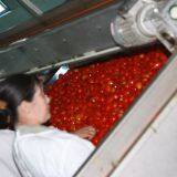 2019 Crop Tomato Paste thumbnail-3