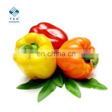 Hot Sale Fresh Sweet Color Pepper Yellow/Red/Green thumbnail-1