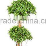 Artificial Yacca