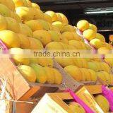 100% Fesh Chunsa Mango thumbnail-2