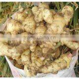 Fresh Ginger for Exportation thumbnail-2