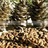 Chinese Pinenut in Shell, Red Pine Nut Inshell