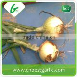Fresh onion export india