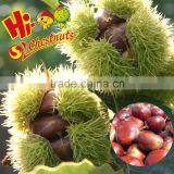 Raw Fresh Chestnut Hebei Chestnuts for Sale thumbnail-3