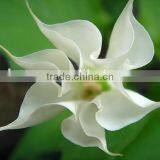 Natural Pure Scopolamine Powder thumbnail-3