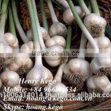 Fresh White Garlic Crop 2016 thumbnail-5