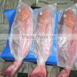 Frozen Red Snapper Whole thumbnail-6