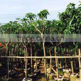 Mangifera Indica ( Mango Tree ) Tropical Plants thumbnail-3