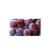 sell Grape Skin Extract