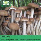 Detan Agrocybe Cylindracea Fresh Mushroom thumbnail-1