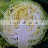 Super Supplier for Cabbage 2014 thumbnail-1