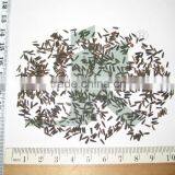 PURPLE FLEABANE thumbnail-1