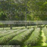 Viet Nam High Mountain Jin Xuan Oolong Tea thumbnail-5