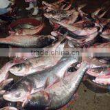 Whole Round Frozen Asian Carp thumbnail-1