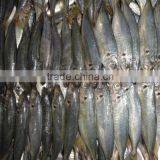 Indo Pacific Mackerel ( Short Body Mackerel) thumbnail-1