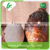 China fresh organic taro price