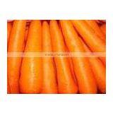 Chinese 2011 New Fresh Yellow Carrot in 10/20 kg Mesh Bag