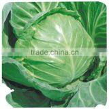 F1 Hybrid cabbage Seeds Kale Seed Vegetable seeds for planting-Sino Cabbage No.15