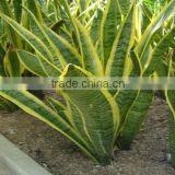 Golden Green Sansevieria for Indoor Ornamental Bonsai Plants thumbnail-2