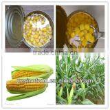 High Quality Canned Food Canned Sweet Corn in Tins Packaging