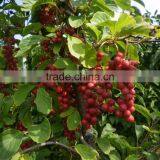 High Quality Schisandrins 2%-9% Schisandra Chinensis Extract thumbnail-2