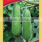 Zucchini Black Beauty Seeds