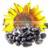 SUNFLOWER OIL SEEDS thumbnail-1