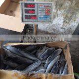 Frozen Sea Frozen Bonito With Cheap Price thumbnail-4