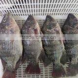 BQF Good Quality Tilapia Whole Round 200-300g 300-500g thumbnail-2