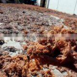 Gracilaria, Euchema Spinosum And Cottoni Seaweeds thumbnail-5