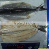 Seafood Frozen Atlantic Herring Fillet IQF thumbnail-1