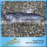Raw Frozen Bonito Fish Whole Round thumbnail-1