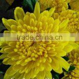 High-class White Chrysanthemum Flowers From Yunnan thumbnail-2