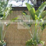 Reed Fence thumbnail-2