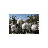 L-gossypol Acetic Acid thumbnail-1