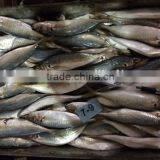 China Landing Frozen Horse Mackerel With Size 70 - 90 / Pcs thumbnail-1