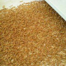 The Microwave Drying Equipment for Black Water Flies thumbnail-1