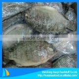 high quality frozen fish tilapia