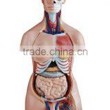 Biology Human Whole Body Anatomical Model (Human Anatomical Torso)
