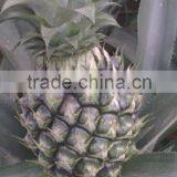 Professional Supply Fresh Queen Extremely Sweet Pineapples