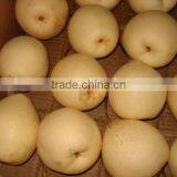 New Crop of China Fresh ya Pear for Hot Sale