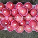 Hot Sale Chinese Fuji Apple thumbnail-1