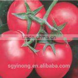 High Resistance High Yield Hybrid F1 Tomato Seeds thumbnail-1